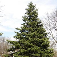 Evergreen Trees and Shrubs